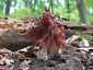 Vörösbarna papsapkagomba (Gyromitra fastigiata), Budai-hegység